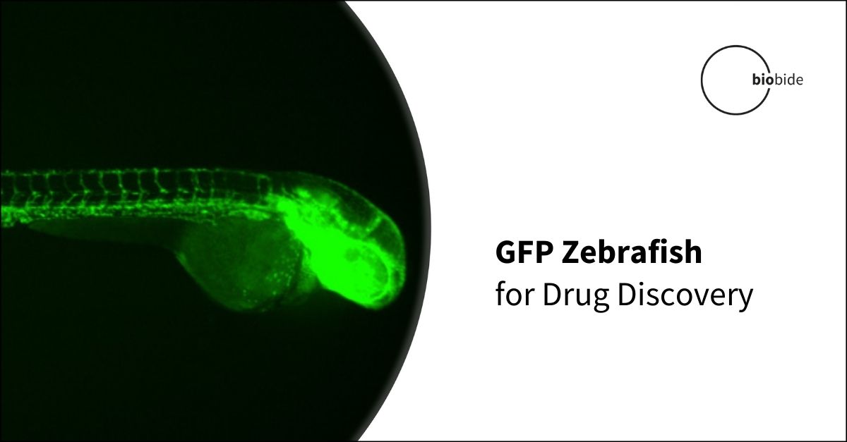 How Can GFP Zebrafish Be Used for Drug Discovery?